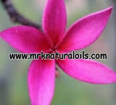 Red Champaca Floral Absolute Oil