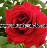 Rose Attar