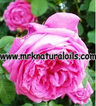 Rose  Damascena Floral Absolute Oil