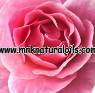 Rose Floral Absolute Oil