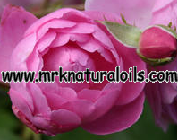 Rose Otto 3% Dilution in Jojoba Oil