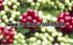 Spikenard Oil 3% Dilution in Jojoba Oil