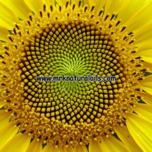 Sunflower Carrier Oil