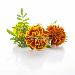 Tagetes Essential Oil