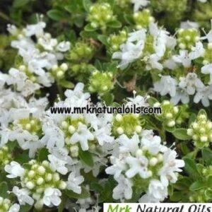 Thyme White Hydrosols