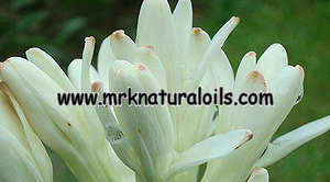 Tuberose Absolute 3% Dilution in Jojoba Oil