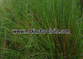 Vetiver Oil 3% Dilution in Jojoba Oil