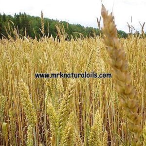 Wheatgerm Carrier Oil