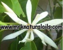 White Champaca Floral Absolute Oil