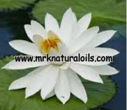 White Lotus Floral Absolute Oil