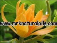 Yellow Champaca Floral Absolute Oil