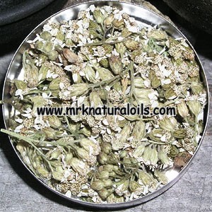 Yarrow Blue Essential Oil