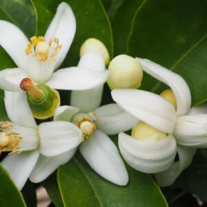 Neroli Essential Oil